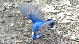ДРАКА ПТИЦ поползней Birds fight nuthatches
