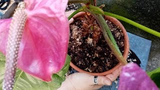 Les comparto una Excelente y Efectiva Mezcla para este Anturio