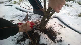 Обрезка старых кустов голубики .