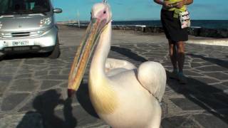 Huge Pelican attacks photographer?!