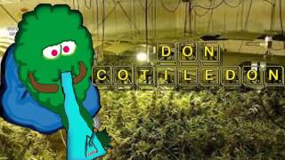 5 Errores más comunes en el cultivo de marihuana