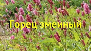 Персикария/горец змеиный. Краткий обзор, описание характеристик persicaria bistorta
