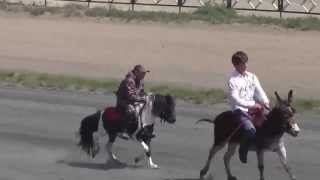 Скачка пони-упал, но он дошел до финиша-race ponies-fell twice, but he reached the finish line