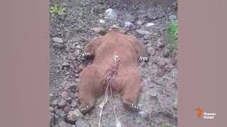 Ҷанг барои зану замин бо марги ду хирс ба поён расид