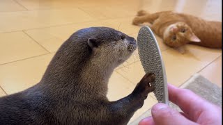 カワウソさくら 撫でるしゃもじで撫でたら予想外の結果に… Otter and cat stroked with a rice scoop
