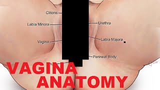 Vagina Anatomy And Female Reproductive System