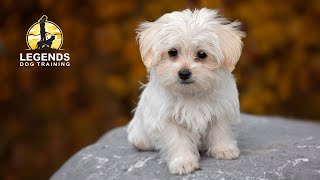 Maltese Puppy: Crate Training