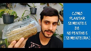 COMO PLANTAR SEMENTES DE NEPENTHES (TÉCNICA DA SEMENTEIRA)