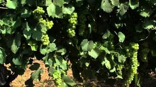 Vina sa dva sunca - Banoštor