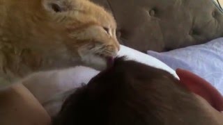Самый лучший кот будит хозяина :)))