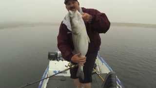 Monster Striper Inhales 8" BBZ-1 Swimabit