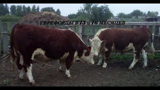 Герефорды в 16 и 15 месяцев