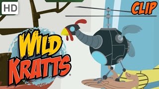 Wild Kratts - Catching a Wild Cat