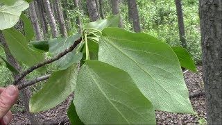 Emergency Fire lighting Method For Wilderness Survival