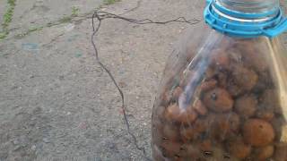 Простейший  биофильтр ! The simplest biofilter