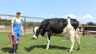 Молоко покажет наличие кетоза, ацидоза и мастита. Investigation of milk