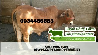Top Sahiwal cow For sale @9034455583 whatsapp || Sahiwal Cow Supplier