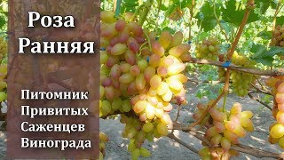 Виноград РОЗА РАННЯЯ мускат???