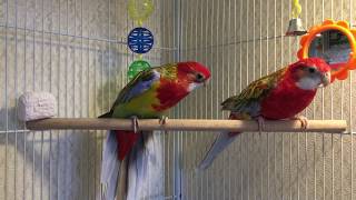 Пробую приручить Розеллу! Try to tame a Rosella.
