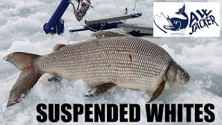 Jaw Jacker Whitefish Ice Fishing Suspended Wire Worms