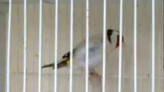 JILGUERO CANTANDO MUTADO EUMO X SATINE E INOX AVIARIO OSCAR GONZALO