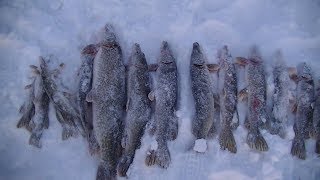 Хороший клёв на жерлицы, капканы.