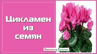Цикламен из семян. Посев двумя способами и первые всходы.