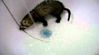 ferret хорек купается, хорек и вода, a ferret is bathed, ferret and water