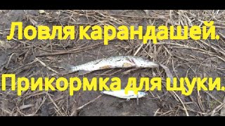 Ловля карандашей. Прикормка для щуки.