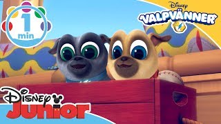 Valpvänner | Musik: Fånga ekorren! ?- Disney Junior Sverige