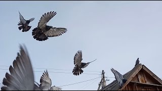 Николаевские торцовые голуби, январь 2020