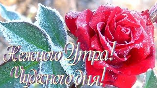 С ДОБРЫМ УТРОМ! ?ДОБРОГО УТРА И ХОРОШЕГО ДНЯ!