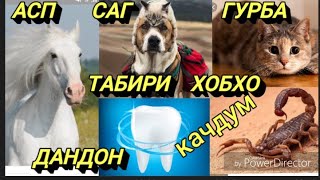 ТАБИРИ ХОБХО | БУРИДАНИ ДАСТ, ПАДАР ,БАРОДАР, ВА ДИГАР ? ЛАЙКА ЗЕР КУН ПО БРАТСКОЙ