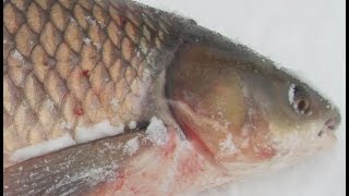 Громадный белый амур, этот монстр попал к нам в сети. fishing with nets.