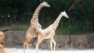 Die Bizarrsten Paarungsrituale der Tiere #2