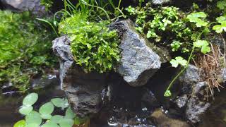 Акватерарриум с водопадом и двумя лягушками - waterrararium with a waterfall and two frogs