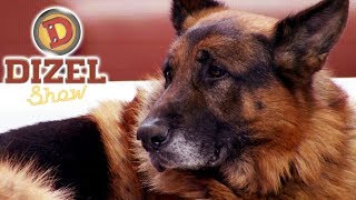 Cериал ПЕС 5: Пес в Дизель Шоу | НОВИНКА 2019 - Дизель Шоу 68 выпуск - ЮМОР ICTV