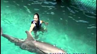 Nado com Golfinhos no parque Xcaret!