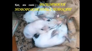 Как самостоятельно выкормить новорожденных поросят, если нет молочка у свиноматки. Три поросёнка.