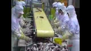 линия по переработке рыбы Chamco www.fish50.ru