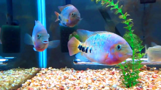 Цихлазома радужная (Cichlasoma synspilum)