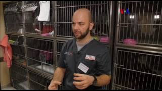 Gato biónico, esperanza para otros animales