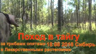 В лес за грибами опятами и Лекарственные растения 18 08 2018 тайга Сибирь выживание охота природа