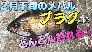 2月下旬のメバルがプラグでどんどん釣れる！海水温が最も冷たくなる2月のメバルは低活性と言われるけど、そんな時はメバペンソリッドで良型メバル連続ヒット！