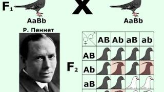 Дигибридное скрещивание