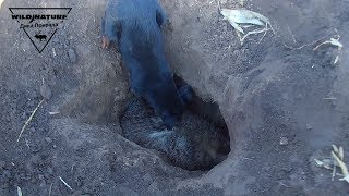 Схватка с барсуком. Спасение нашего ягдтерьера 2017