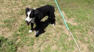 Hiccup: GIRL Border Collie Needs a Home