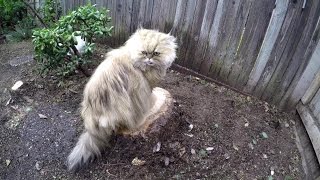 16 04 27 Yetis watch as the big Yeti tree comes down