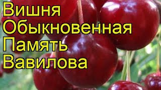 Вишня обыкновенная Память Вавилова. Краткий обзор, описание cerasus vulgaris Pamiat Vavilova