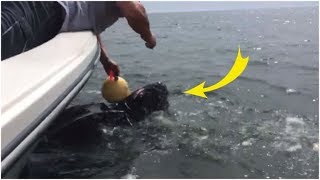 When This Marine Animal Called Out For Help, The Police Launched A Desperate Rescue Mission